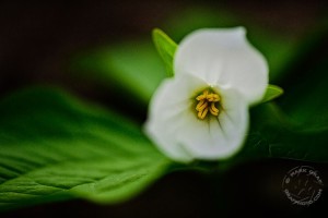 wildflower art Trilliums