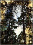 Towering trees