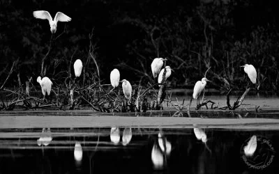 Black and white egret roost