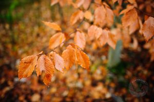 Beech leaf photo