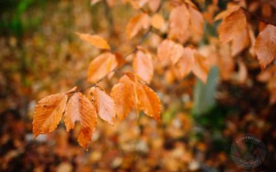 Beech trees