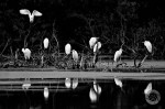 roosting great egret picture