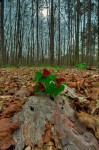 red trillium picture