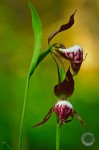 rams head orchid pictures
