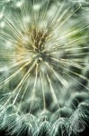 dandelion parachute ball taraxacum picture