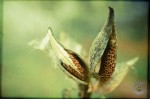 milkweed photos