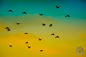 flock of birds photo