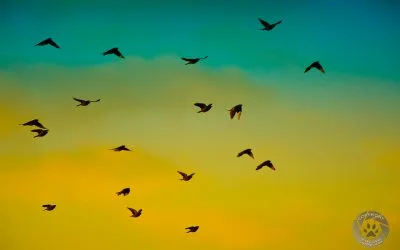 Pecking seed and unplugging
