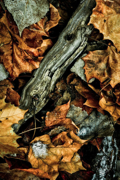 fallen leaf debris photo