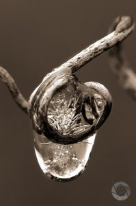 WA8360 | Frozen Raindrop frozen raindrop picture