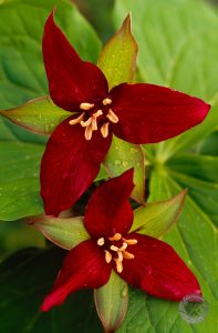 red trillium photo