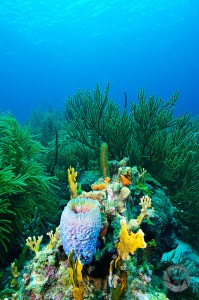 Vase sponge and colorful Bonaire corals colorful coral pictures