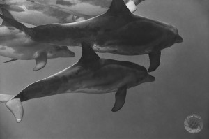 Dolphins, Bonaire | Nikon D700, 105 f2.8 macro dolphins Bonaire