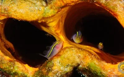 Yellownose Goby trio