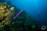 RF9398 Two divers swim along a reef in Bonaire | Nikon D700, 17-35 f2.8 AFS Two divers and reef picture
