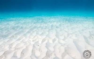 Bonaire underwater