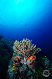 CO9417 Coral head and Snell's Window, Bonaire