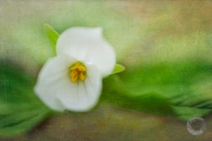 FL9425 White Trillium, Dodge Park, Sterling Heights, MI white trillium picture
