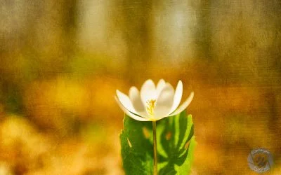A lone Bloodroot and idea