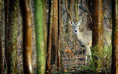 Nature needs a housekeeper