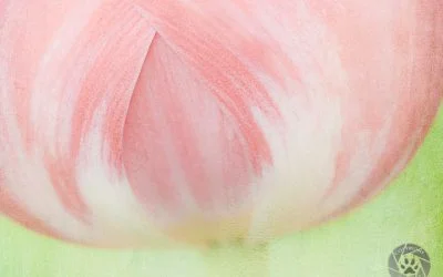 Exploring the soft and subtle side