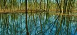 pond reflection
