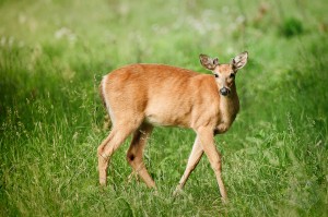 DE9447 Spike Buck in meadow spike buck deer photo