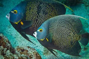 French angelfish pair photo