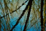 tree branch reflection photo
