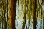 Tree reflection photo