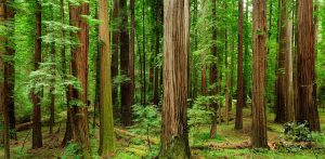 coast redwood forest © Mark Graf