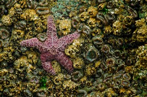 pictures of seastars (starfish) and barnacles low tide