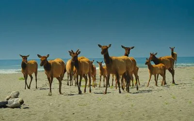 Roosevelt Elk on Gold Bluffs Beach