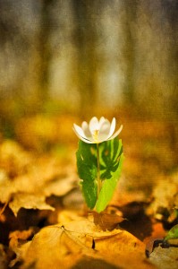 wide angle view of bloodroot