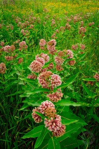 milkweed photo