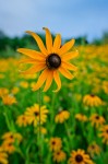 Black eyed susan field of summer wildflowers #FL9534 Black eyed susan field of summer wildflowers