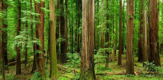 California redwood forest