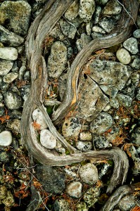 pictures of tree roots white cedar