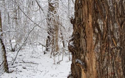 Winter Solstice