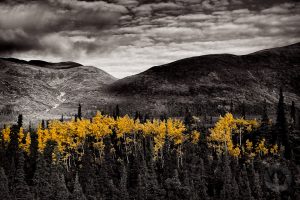 Yellow aspens Alaska photo