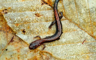 Red-backed Salamander photo