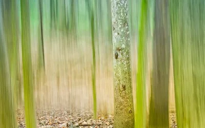 Isolated Sycamore with ICM