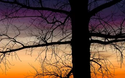 Tree branches & updates