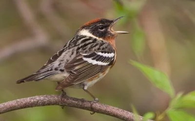 Warbler Migration