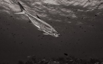 Returning to Cayman