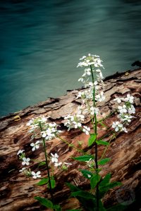 Phlox and Clinton River Image #FL9578 | Nikon D800, 24-70 f2.8, Singh Ray Vari ND Trio phlox picture