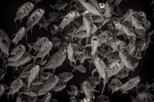 School of Horse-eyed jacks, Little Cayman, Caribbean Sea