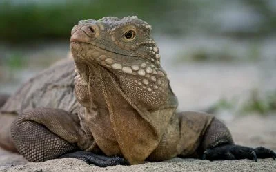 Sister Island Rock Iguanas