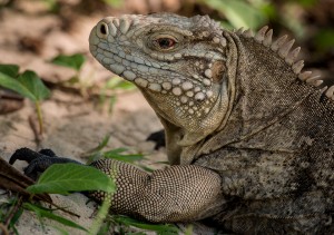 Sister Islands Rock Iguana, Little Cayman island