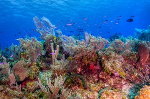 Little cayman reef underwater picture